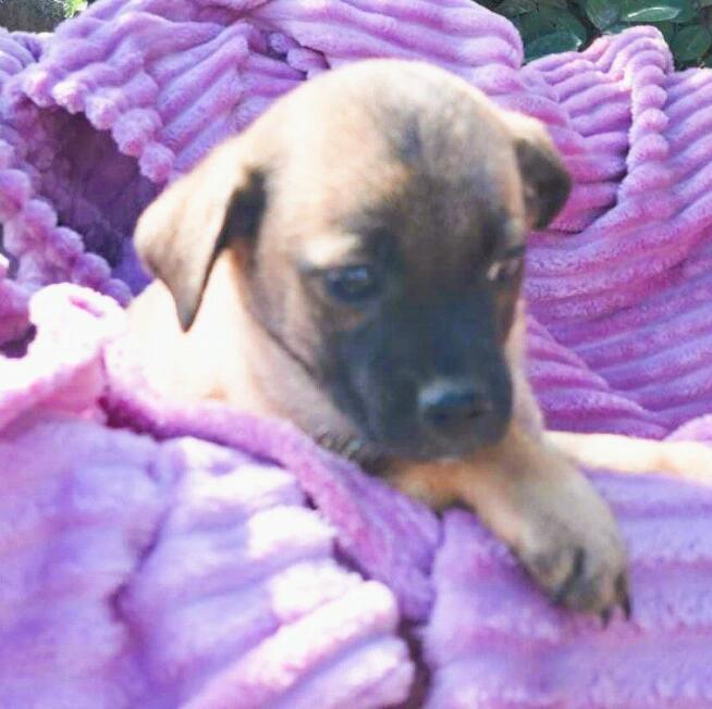 DROPSIK - malutki szczeniak szuka domu