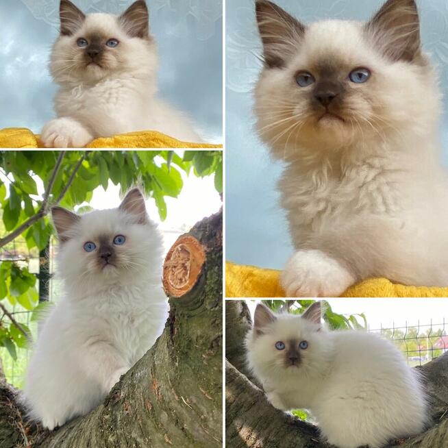 Kotki ragdoll FPL