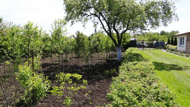 Działka ROD 448m2 w Pile Różyckiego