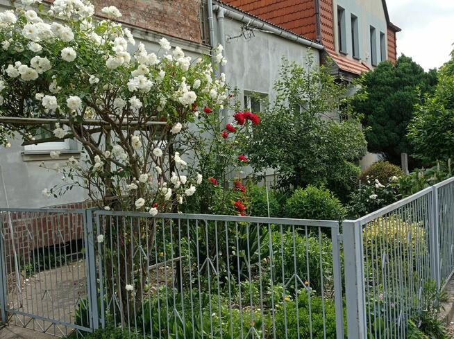 Zgorzelec Mieszkanie 4 pok- bezczynszowe BEZ POŚREDNIKÓW