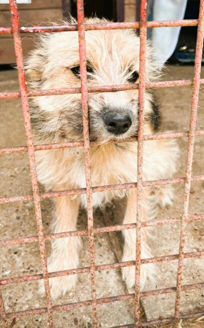 KURKA - niewielka sunia skazana na kraty bo zjadła kurę...