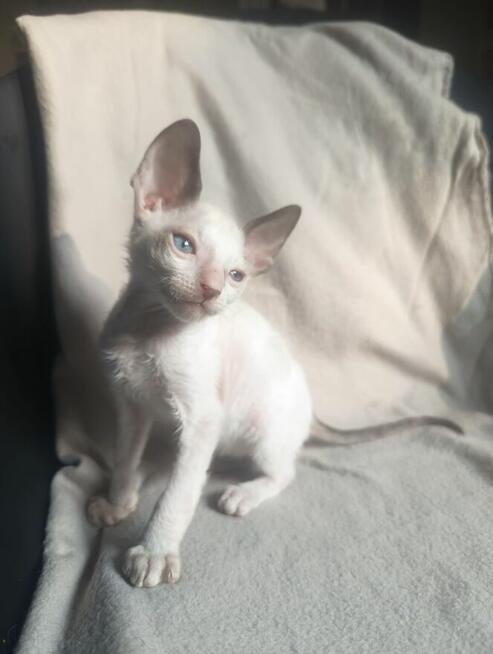 Kotki ,kocięta, kot cornish rex, devon rex Hod.Urok Życia WCF