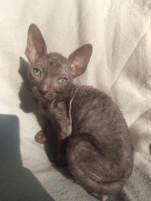 Cornish rex devon rex kot, kotek kotka Hod. Urok Życia WCF
