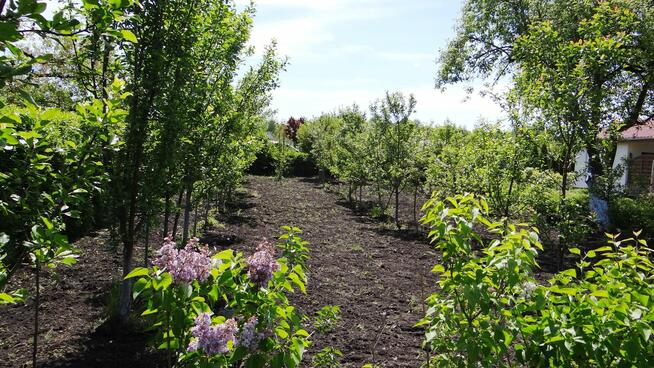 Działka ROD 448m2 w Pile Różyckiego