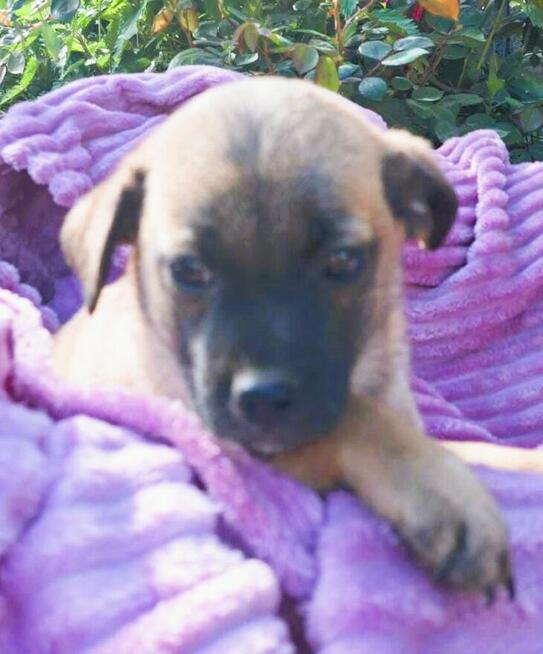 DROPSIK - malutki szczeniak szuka domu