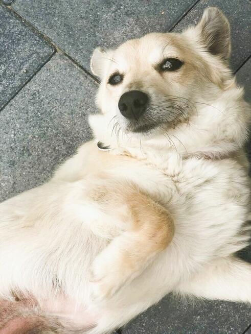 MISIA - nieduża, cudowna sunia szuka domu!