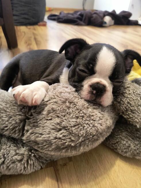 Boston terrier