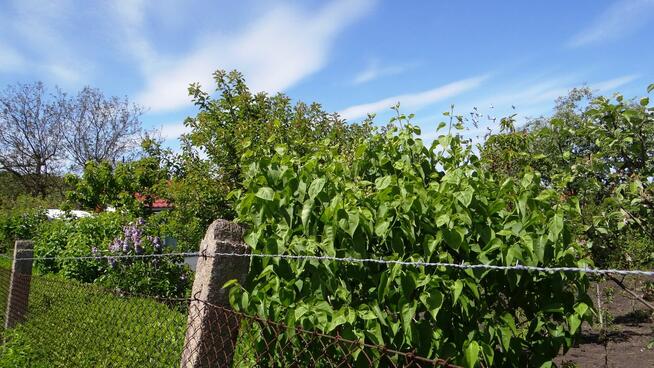 Działka ROD 448m2 w Pile Różyckiego