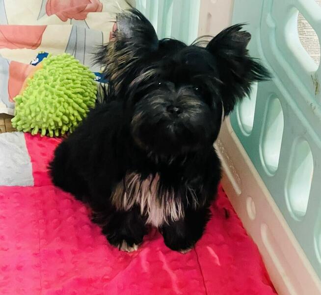 York piękna suczka kruczo czarna Black&Tan.