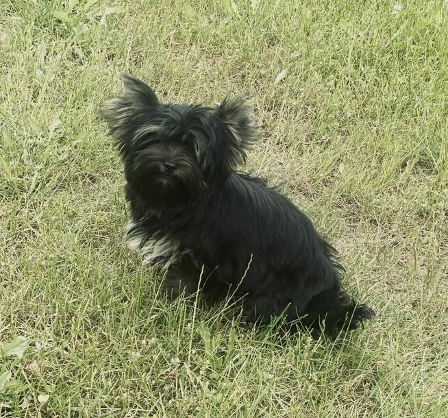 York piękna suczka kruczo czarna Black&Tan.