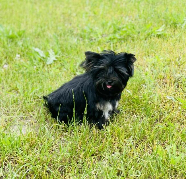 York piękna suczka kruczo czarna Black&Tan.