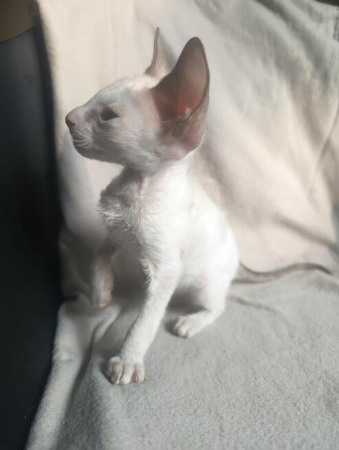 Kotki ,kocięta, kot cornish rex, devon rex Hod.Urok Życia WCF