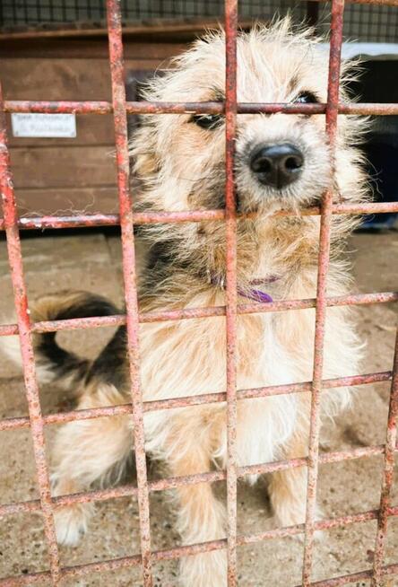 KURKA - niewielka sunia skazana na kraty bo zjadła kurę...