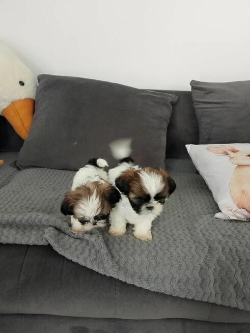 Szczeniaki shih tzu