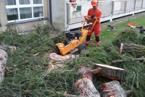 Wycinka drzew trudnych