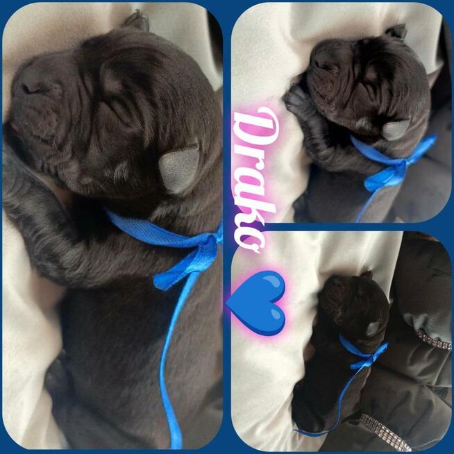Prześliczne szczenięta labrador retriever
