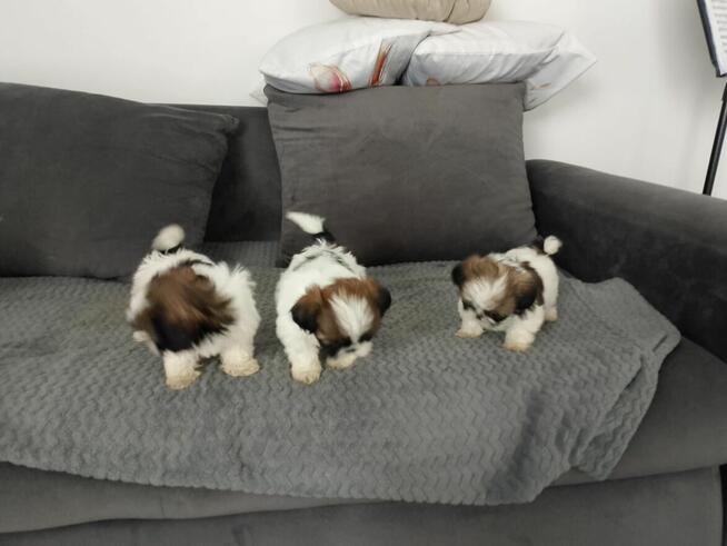 Szczeniaki shih tzu