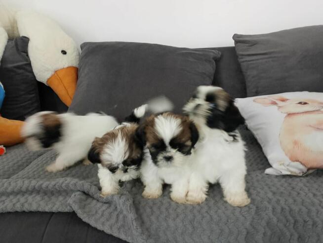 Szczeniaki shih tzu