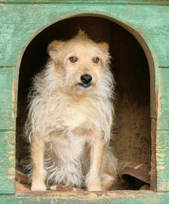 ŻELEK - super psiak, oddany jak popsuta rzecz, szuka domu