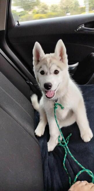 Husky Siberian ZkwP FCI