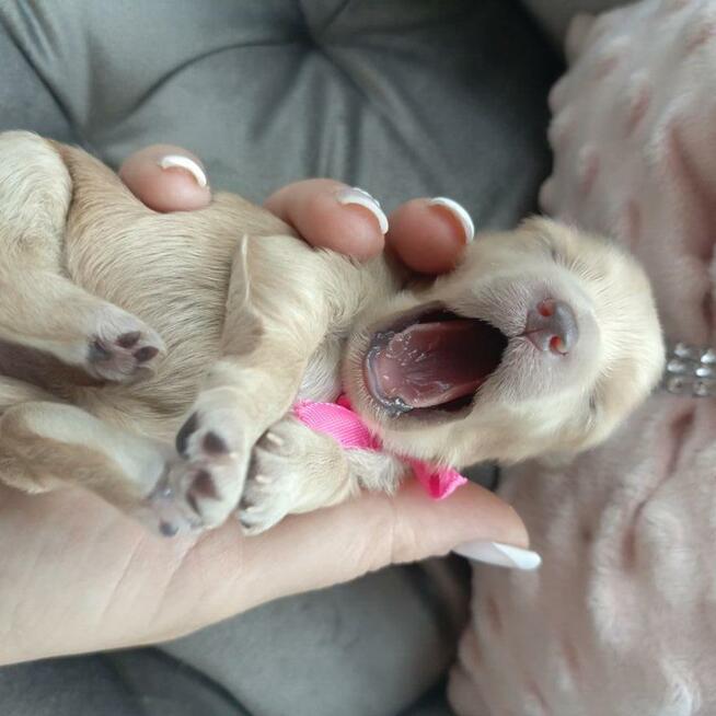 Cudna dziewczynka maltipoo