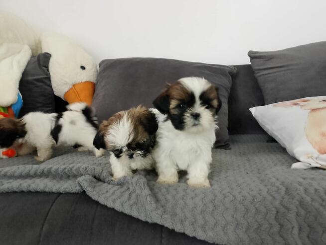 Szczeniaki shih tzu