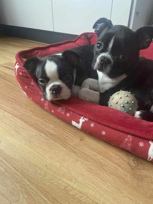 Boston terrier