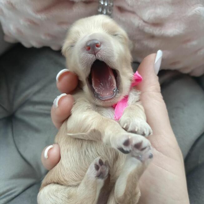 Cudna dziewczynka maltipoo Zapraszam