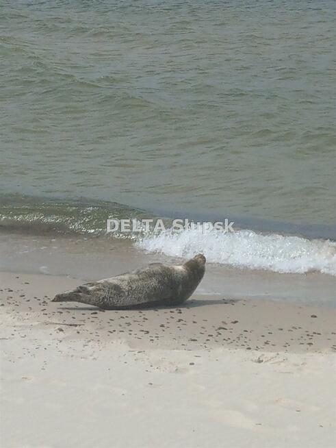 Działka budowlana Dębina gm. Ustka, Jesionowa