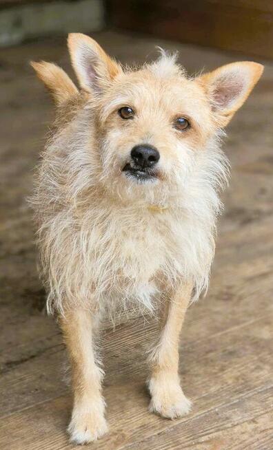 ŻELEK - super psiak, oddany jak popsuta rzecz, szuka domu