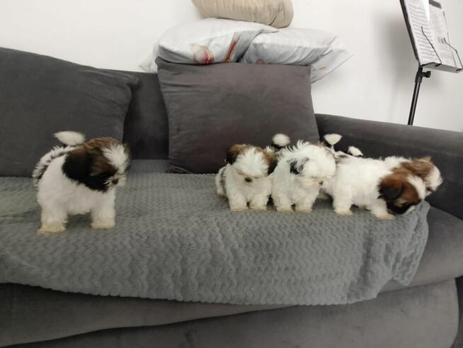 Szczeniaki shih tzu