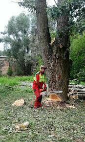 Wycinka drzew trudnych