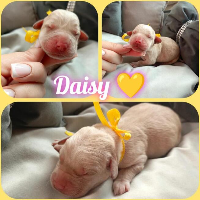 Prześliczne szczenięta labrador retriever