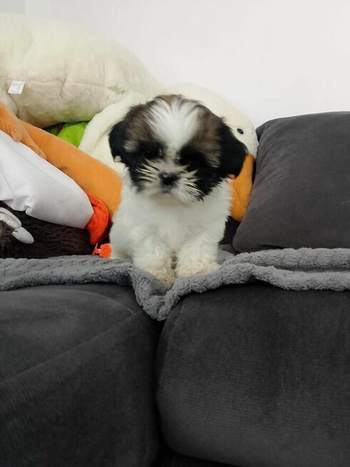 Szczeniaki shih tzu