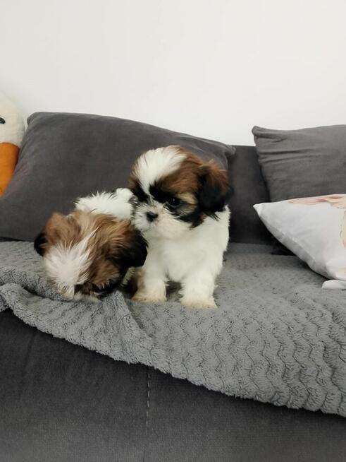 Szczeniaki shih tzu