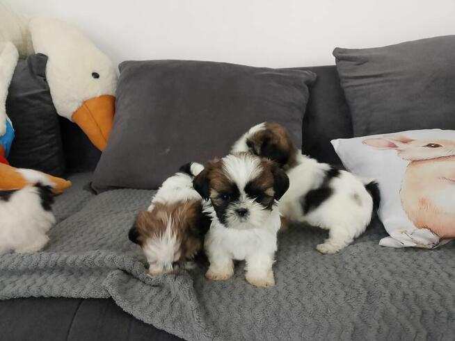 Szczeniaki shih tzu