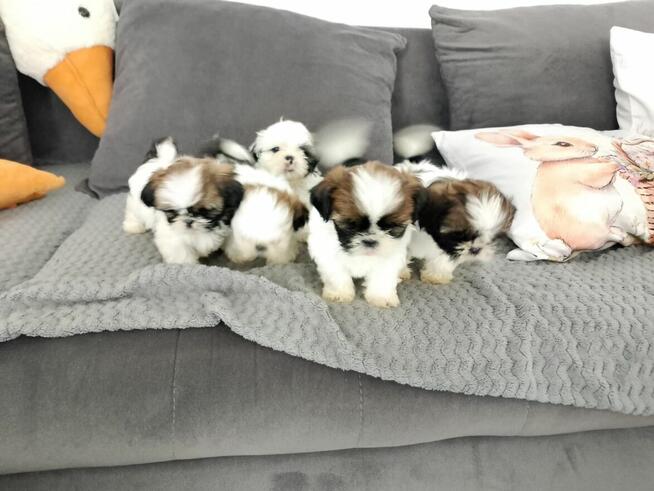 Szczeniaki shih tzu