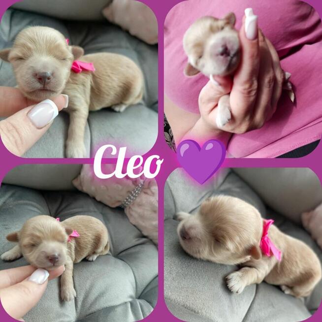 Cudna dziewczynka maltipoo Zapraszam