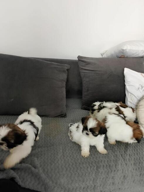 Szczeniaki shih tzu
