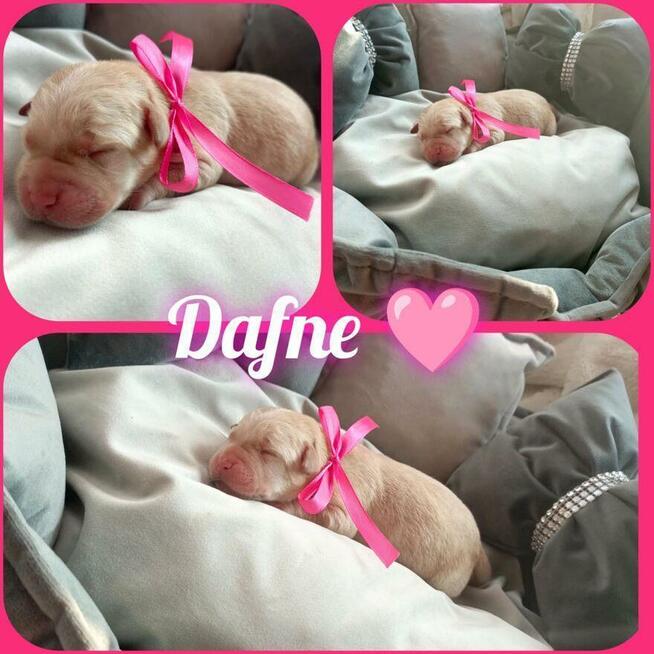 Prześliczne szczenięta labrador retriever