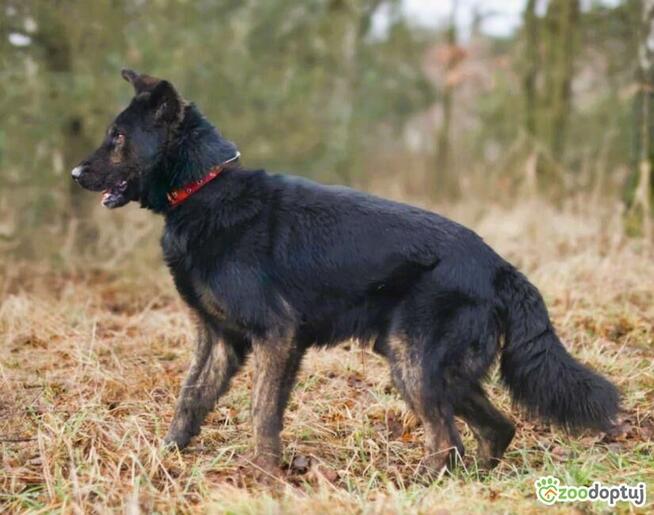 BIES - piękny pies w typie owczarka szuka domu