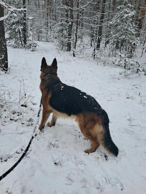 Szczeniaki owczarka niemieckiego