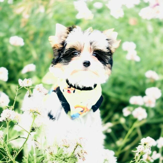York Biewer Yorkshire Terrier prawdziwy mini mini Luxusowy.