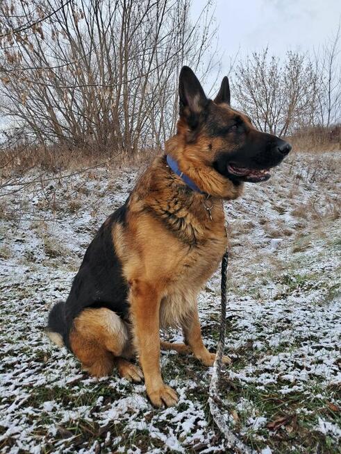 Szczeniaki owczarka niemieckiego