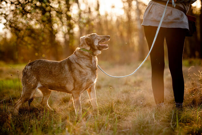 Karinka - skrzywdzona przez człowieka, delikatna sunieczka