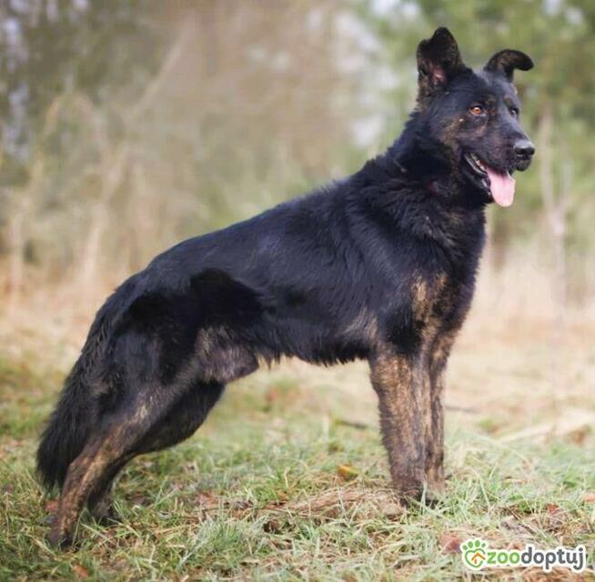 BIES - piękny pies w typie owczarka szuka domu