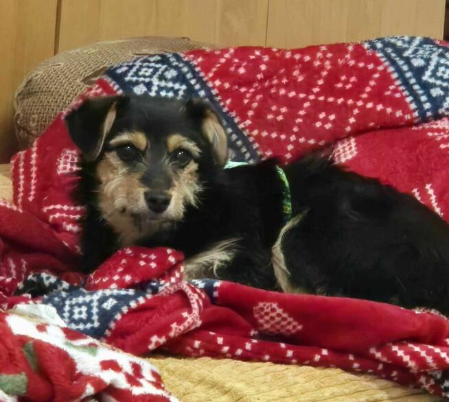 Mania , psie dziecko z cmentarza szuka domu