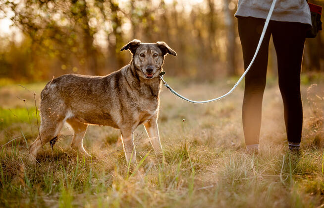 Karinka - skrzywdzona przez człowieka, delikatna sunieczka