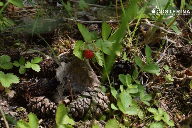 Działka rekreacyjna Nowe Polaszki gm. Stara Kiszewa