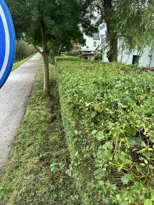 Koszenie trawy i żywopłotów – Lublin i okolice, faktura